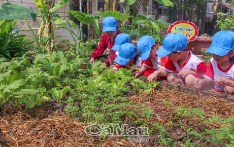 Tự trồng rau sạch cho bếp ăn bán trú