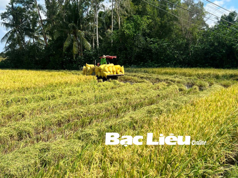 Giá lúa dần tăng trở lại
