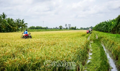 Lúa sinh thái, lúa hữu cơ - Hướng đi dài cho nông nghiệp xanh