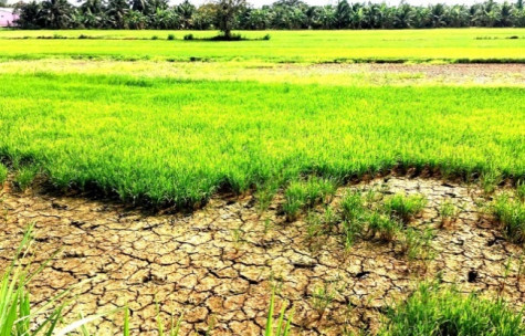 Thủ tướng yêu cầu chủ động ứng phó đợt xâm nhập mặn cao điểm ở Đồng bằng sông Cửu Long và TP. Hồ Chí Minh