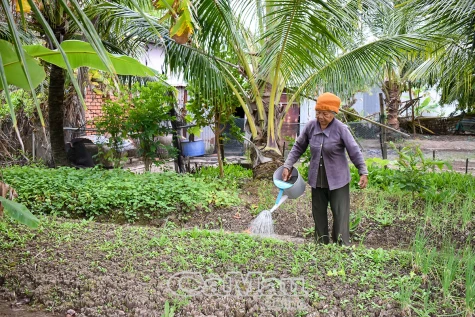 Tăng thu nhập nhờ trồng màu mùa khô