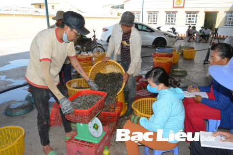Giá tôm nguyên liệu dần phục hồi