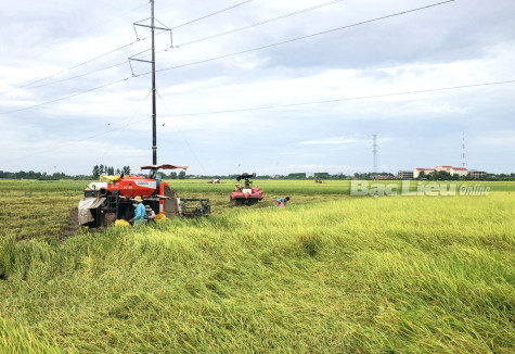 Huyện Vĩnh Lợi: Phát triển nông nghiệp toàn diện đa giá trị