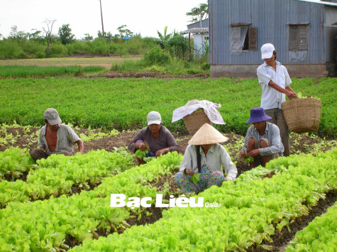 TP. Bạc Liêu: Sẽ xây dựng vùng trồng rau an toàn ở 2 xã Hiệp Thành và Vĩnh Trạch Đông