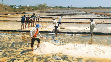 Các hợp tác xã diêm nghiệp: Góp phần nâng cao đời sống diêm dân