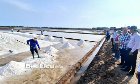 Liên minh Hợp tác xã Việt Nam: Thăm và làm việc với các HTX tại Bạc Liêu
