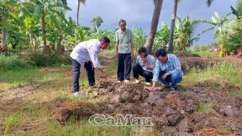 Khó khăn trong khâu cày ải