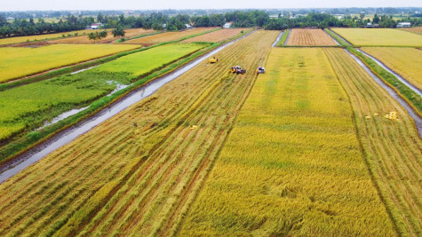 Nông dân thấp thỏm với giá lúa
