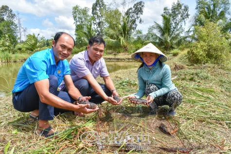 Nuôi cá bống tượng trên đất mặn