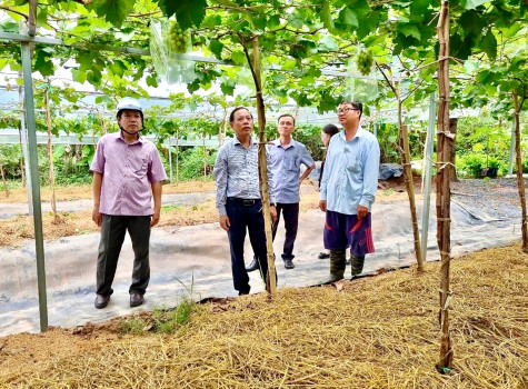Phường Nhà Mát: Đa dạng hóa mô hình sản xuất theo hướng nông nghiệp đô thị