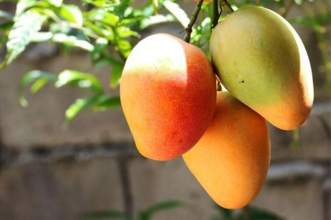 Lợi ích tuyệt vời mà quả xoài mang lại cho sức khỏe