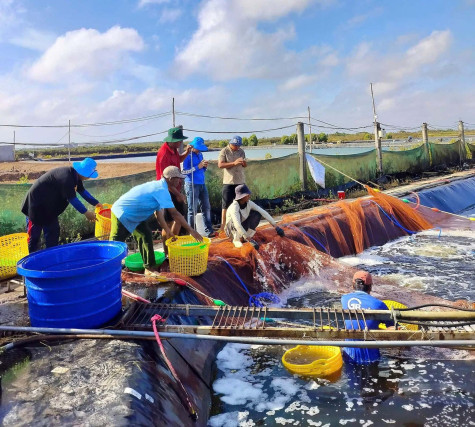 HUYỆN ĐÔNG HẢI: TÌNH HÌNH KINH TẾ - XÃ HỘI TIẾP TỤC PHÁT TRIỂN