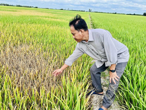 Huyện Phước Long: Cần làm rõ vụ phá hoại trà lúa tại xã Vĩnh Thanh