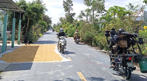 Phơi lúa trên đường, tiềm ẩn tai nạn giao thông