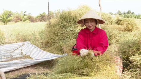 Hạt thì là rớt giá - nông dân mất vui