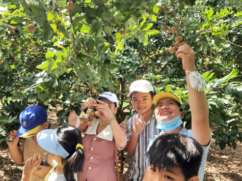 TP. Bạc Liêu: Tập trung bảo tồn và phát huy giá trị nhãn cổ