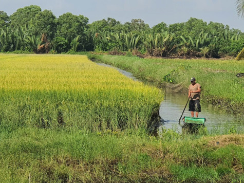 Sức sống mới ở vùng căn cứ Cái Chanh