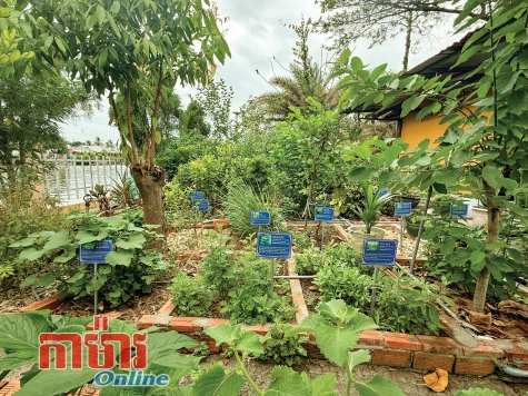 ពង្រីកទូលាយសួនឱសថបុរាណ