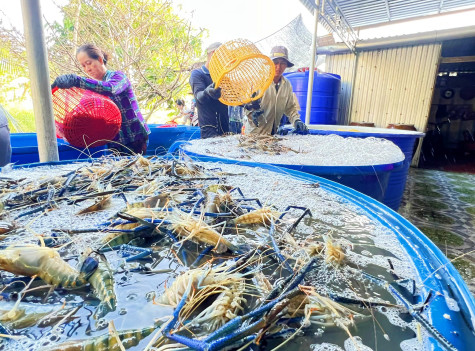 Hướng đến nền kinh tế nông nghiệp