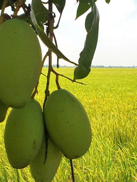 Hương của nắng