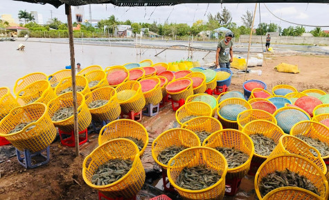 Huyện Đông Hải: Nhân rộng và phát huy các mô hình sản xuất hiệu quả