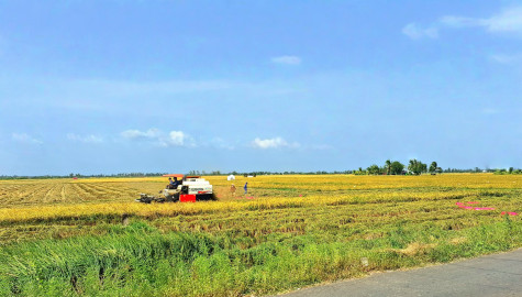 Cánh đồng ơi, tuổi thơ tôi…