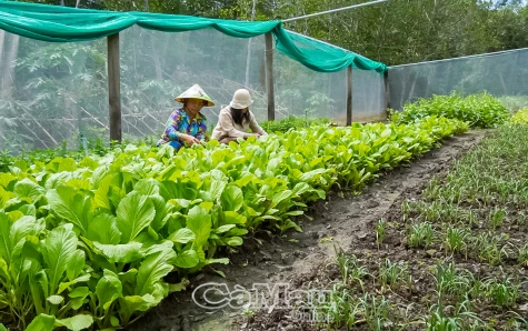 Nông dân vùng mặn trồng màu tăng thu nhập