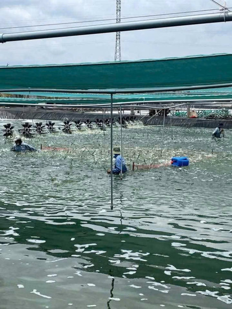 Giá tôm tăng trở lại
