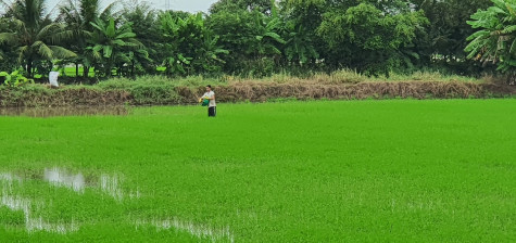 Chăm sóc vụ lúa hè thu trong cao điểm mùa khô