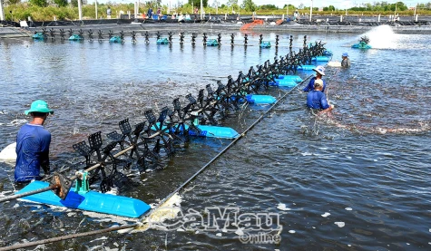 Cà Mau - Bạc Liêu hợp nhất - Cơ hội phát triển mang tính lịch sử