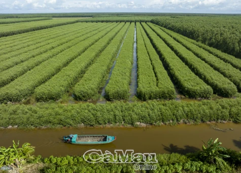 Dưới tán rừng U Minh Hạ