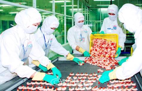 Mỹ áp thuế đối ứng - Lối đi nào cho con tôm xuất khẩu?