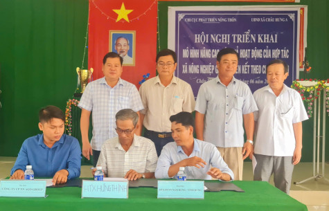 Liên kết sản xuất và bao tiêu lúa: Hướng đến phát triển nông nghiệp bền vững