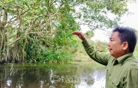 Bí ẩn rắn hổ mây khổng lồ