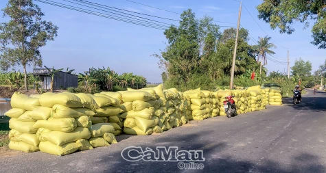 Lúa gạo tạo vị thế từ chất lượng cao