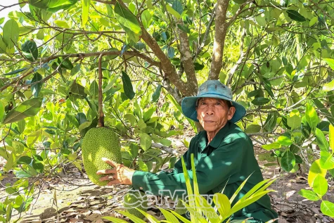 Cựu chiến binh làm kinh tế giỏi