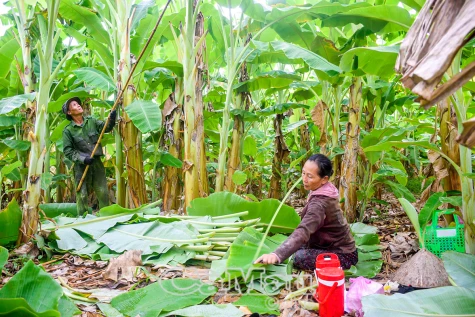 Trồng chuối lấy lá thu nhập khá