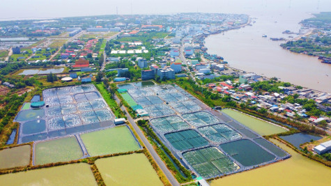 Xây dựng chuỗi liên kết trong nuôi tôm