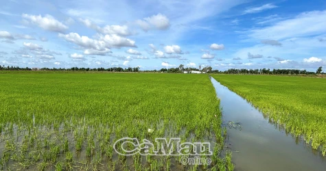 Giải pháp bảo vệ lúa hè thu