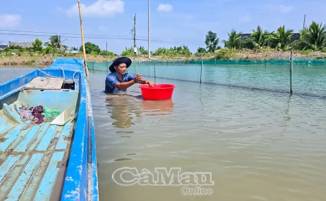Hiệu quả nuôi sò huyết xen canh