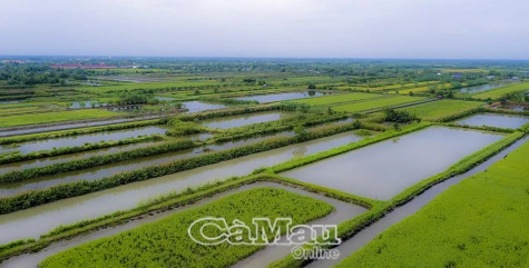Cái Nước kích hoạt nhiều giải pháp phát triển