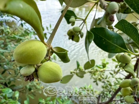 Dược liệu quý từ cây mắm