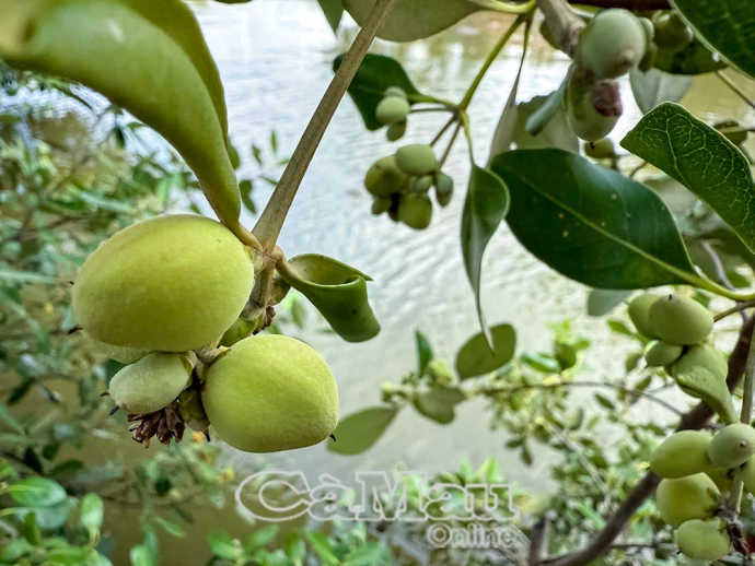 Dược liệu quý từ cây mắm