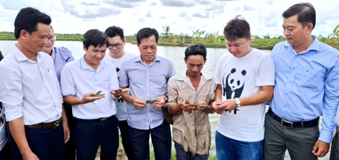 Kiểm tra thực tế mô hình tôm - lúa ở xã Long Điền Đông A