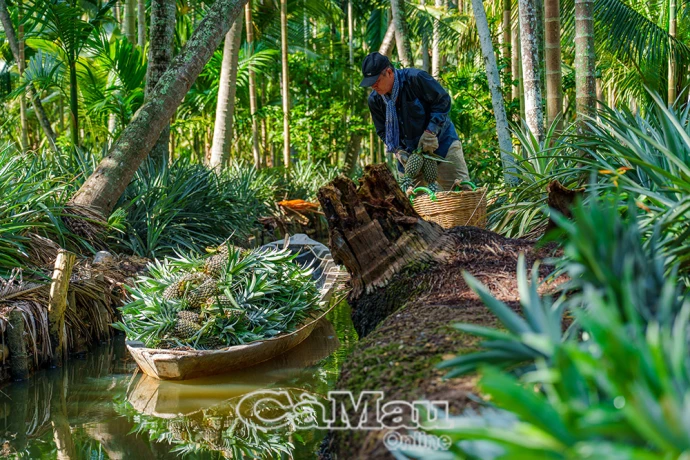 Khóm Tắc Cậu mùa gai ngọt