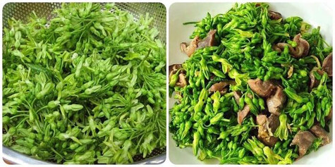 Lợi ích của hoa thiên lý đối với sức khỏe