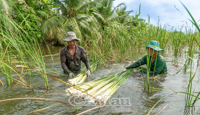 Hợp tác xã An Hoà trên đà phát triển