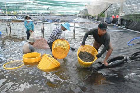 Hợp tác xã 30/4: Xây dựng vùng nuôi đạt chuẩn quốc tế