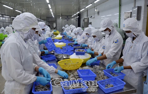 Dáng dấp tỉnh Cà Mau mới với những bước đột phá