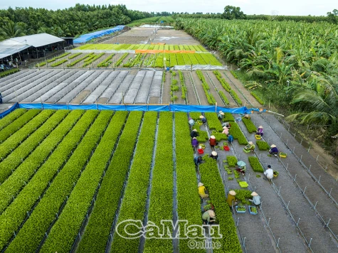 Ươm giống trồng rừng